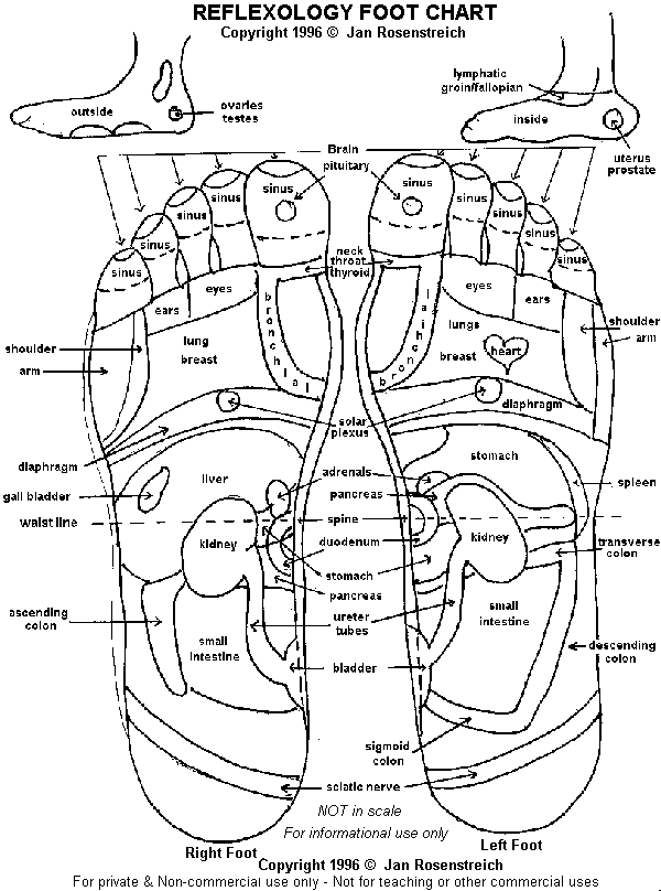 Reflexology foot chart